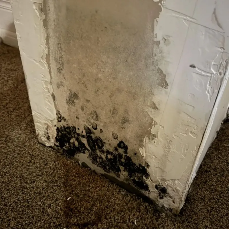 Professional Mold Removal in Harriman, NY